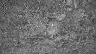 Djuma: Scrub Hare - 20:24 - 10/03/21