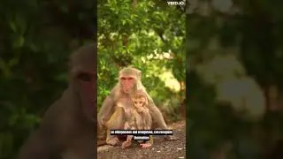 The Remarkable Monkey: Self-Awareness and the Complexity of Primates