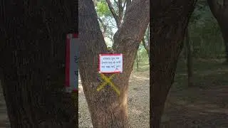 Save Tapovan Trees 🌳. #nashik #tapovan #trees