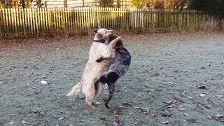 Otis English Setter & Snuggs Pointer playing rough.