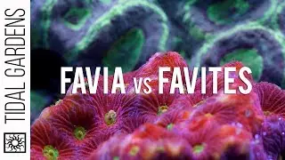 Favia and Favites Brain Corals