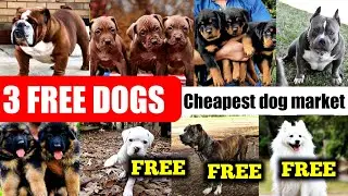 3 FREE FREE DOGS  | 50% off | Gsd | bully kutta | am bully | apbt | rottweiler | British bulldog