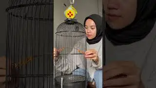 4 bulan lalu, pertama kali ketemu Kiwi🥝 sekarang udah makin pinter kicaunya #kicaumania #plecimania