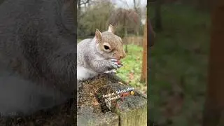 Squirrel, Taking More Is Greedy! | Squirrel Diaries | Funny Squirrel 🌰❤️🐿️🥰