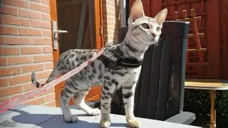Savannah cat walking on leash first try