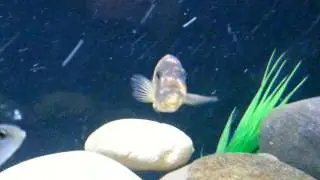 OB Red Zebra Cichlid (Holding)