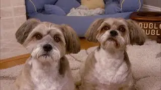 Death of a Pet Can Lead to &lsquo;Broken Heart Syndrome&rsquo;