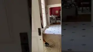Alpha Wildlife Snake Removal