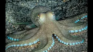 Safari Mack in the Caribbean Sea: Octopus Part 1