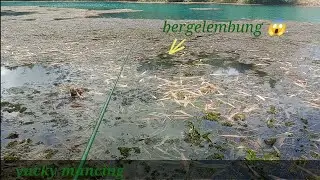 mancing keprek malah di kasih rejeki jekpot *KIHUNG*
