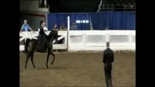 2012 Arabian Horse Celebration Show -The Way She Moves - Champion.mp4