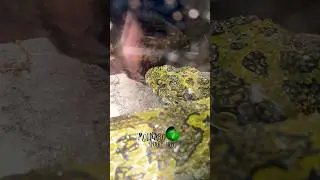 🐍Ive been waiting to see one!🧪  #molinarosnakelab #viper #snakes #snakebreeding #mangmountainsnake