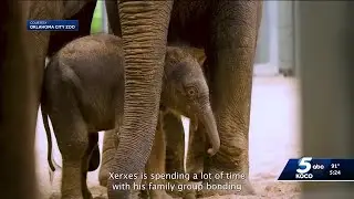 Oklahoma City Zoo welcomes first male Asian elephant calf
