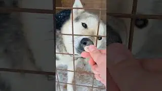 г.Костомукша.Тильда ищет  #приют #animals #рек #собака #cute #snow #wolf