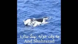 Sinbad & the whale (Lockhart, Ragheb & Vestdijk)