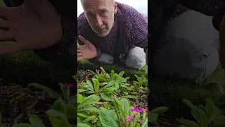 Some Early Primulas #gardening #wintergarden #permaculture #ediblegarden #herbs #explore #garden