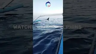 Dolphin Tour Pemuteran #dolphin #ethicaltourism #exclusiveexperience #travel  #bluedolphpemuteran