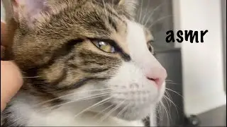 asmr with Miki the cat