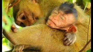 Orphan Lizza drunk sleeping in warmth hands little monkey Berry | Berry groom Lizza like Mom.