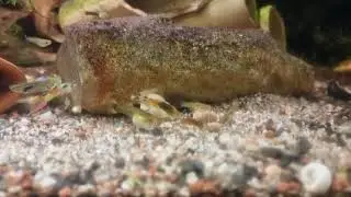Endlerguppys verfressen wie eh und je