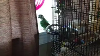 Thiago, Conure Bird at the Window