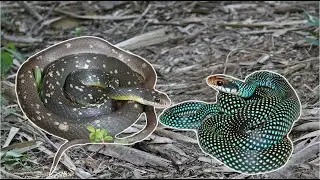Finding Beautiful Racer Snakes and Other Reptiles in Texas