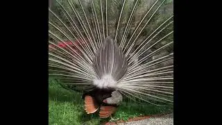 peacock Ahh, (sound on for tail-shaking vibrations)Best Animals compilation 2021| Animals Video |