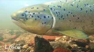 Tarło łososi na Słupi (Salmo salar). Atlantic salmon spawning