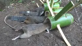 Create  Amazing Bamboo For Rats  working 100%