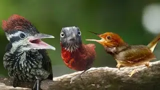 Masteran tembakan panjang‼️materi lomba!!Tepus kepala abu platuk ciblek prenjak