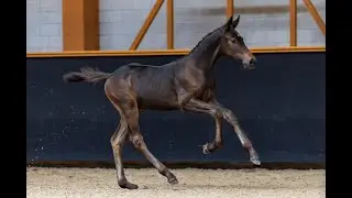 Curtis van de Klaverdijk HM Z (Comme Il Faut x Firth of Lorne x Crawford)