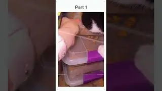 PART 1 - Exercising My Cat Through Cat Enrichment Activities!