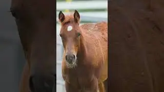 Slow-mo baby horse zoomies 🐎💨