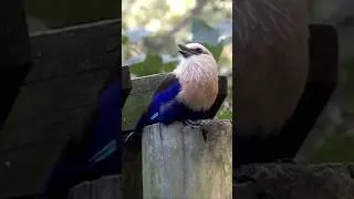A vocal blue bellied roller at Maryland zoo #birds #wildlife #nature #zoo