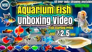 Pongal Offer female beta Free NSG Aquarium Vellore #aquarium #fish #aquariumshop #velloreaquarium 