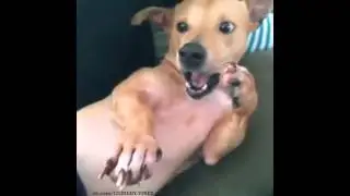 Slow Motion Dog Sneeze Vine