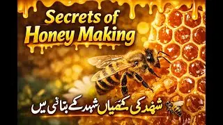 How Bees Produce Honey شہد کی مکھیاں شہد کیسے بناتی ہیں | Bees Honey Production