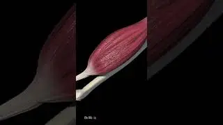 Объяснение мышечной памяти (анимация)