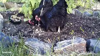 See the spinach fly! Neighbour's hens destroy a Great GROW Experiment plot.