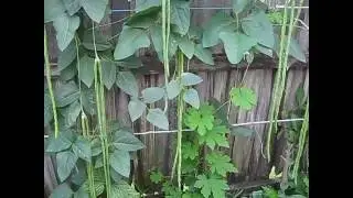 Vegetable Garden in Florida: Many Long Beans in the Backyard - Garden Q MVI 8236