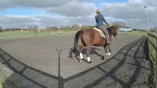 Schooling Sky in the Arena, with a few Horse pics. #LifeonLockdown #HorseRiding