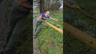 Нарциссы остаются открытыми в дождливую погоду #весна #садоводство #нарцисс #вау #весенниелуковиц...