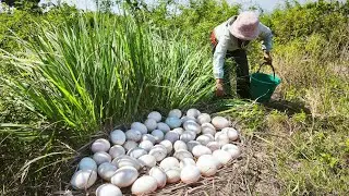 WOW Farmer skills a lot of duck eggs under grass pick a lot of duck eggs by hand skills