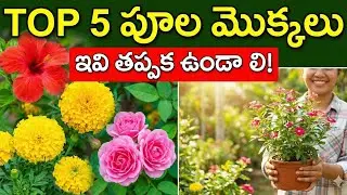 ఈ 5 పూల మొక్కలు తప్పక పెంచండి | Top 5 Flower Plants for Home Garden in Telugu