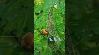 birds house #religion  #funny reels #dance #reels #funny videos #india #shor #comedy video