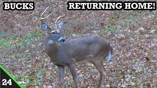 BUCKS ARE STARTING TO SHOW BACK UP!  Piney Life season 6 Ep-24