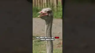 This Animal Has the Biggest Eyes on Land! 🦩 You Won't Believe It! 😲 #shorts #animals #viral