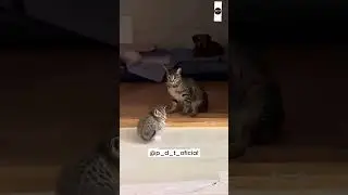 Cats #funny #cats