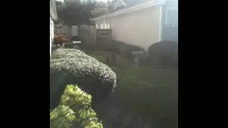 Sport Running Around the Yard
