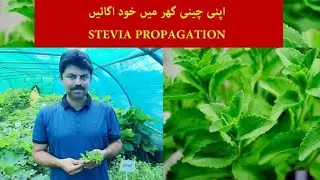 اپنی چینی گھر میں خود اگائیںl How to Grow Stevia Nursery
